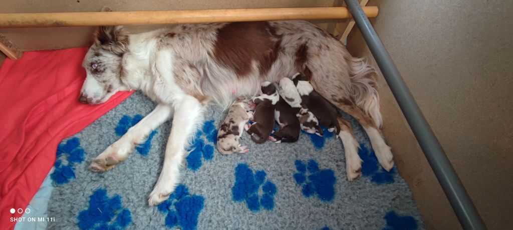 chiot Border Collie Du Trident De Valfred