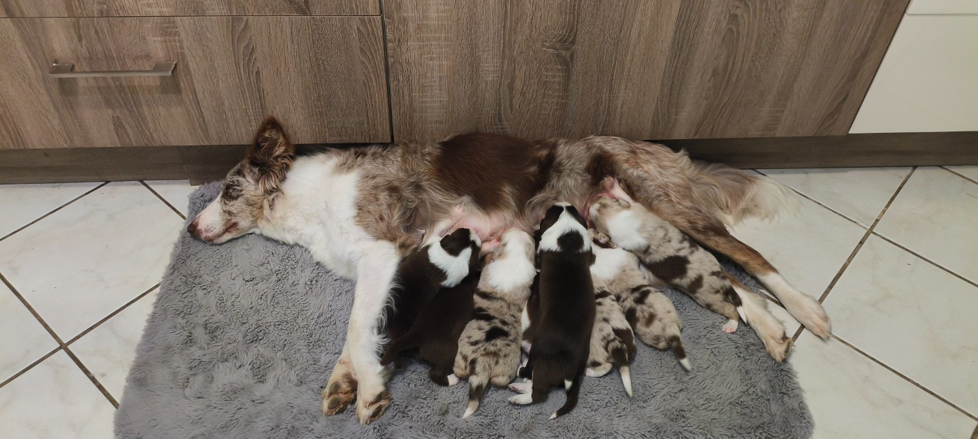 6 chiots sur 8 disponibles à la réservation