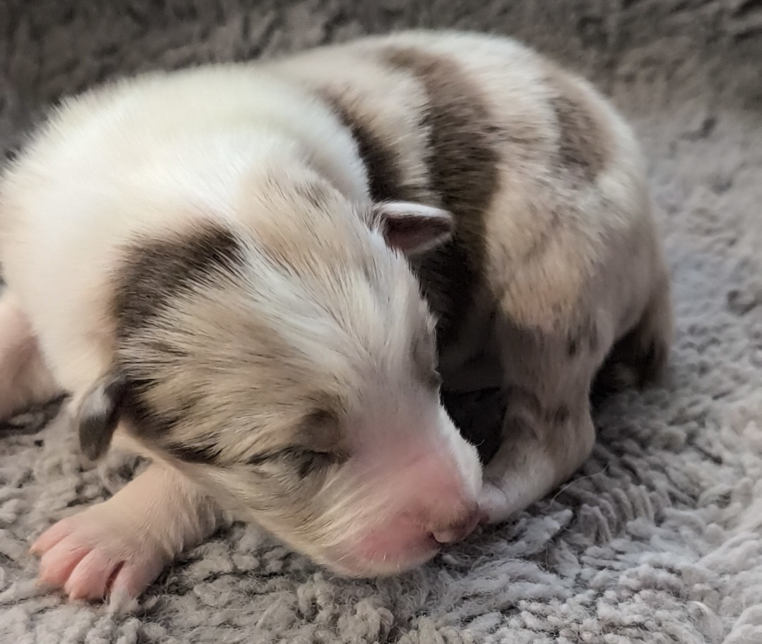 Du Trident De Valfred - Chiots disponibles - Border Collie