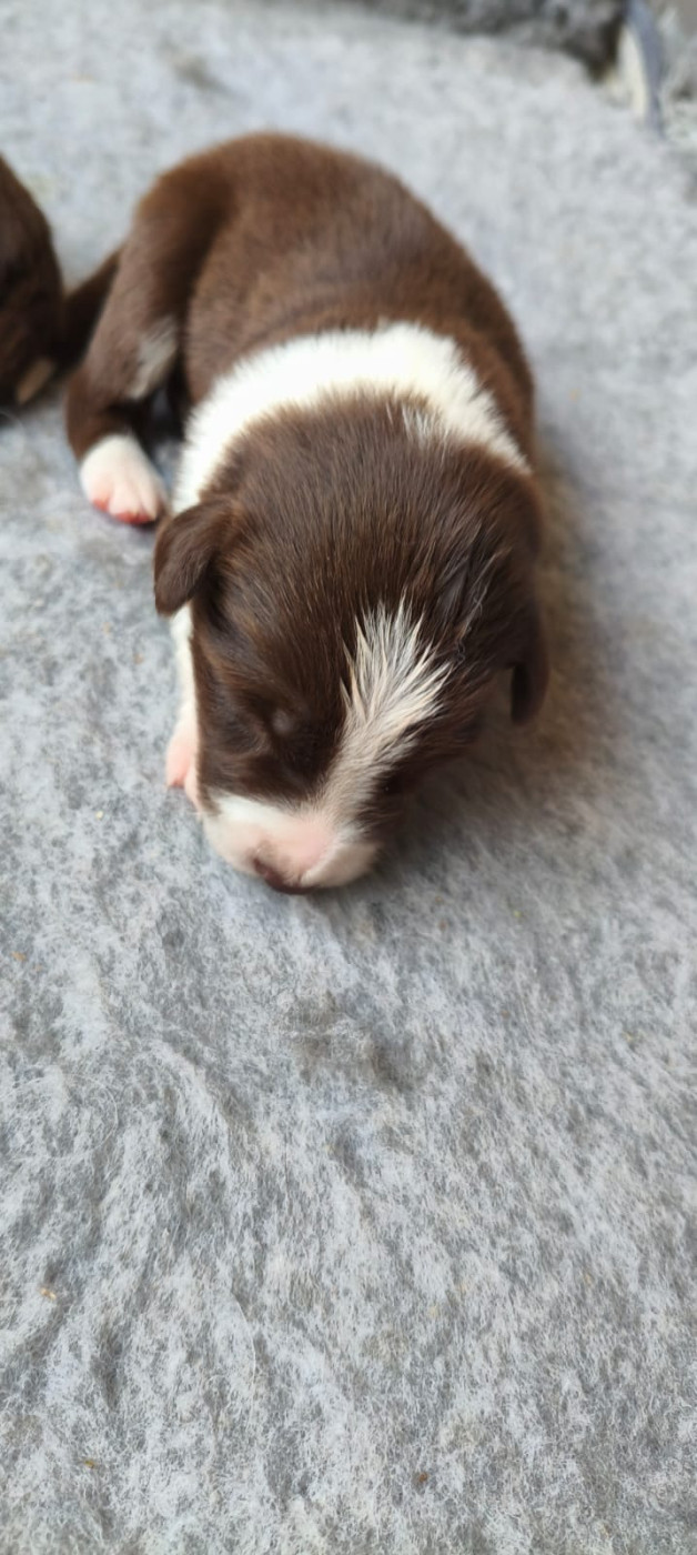 Du Trident De Valfred - Chiots disponibles - Border Collie