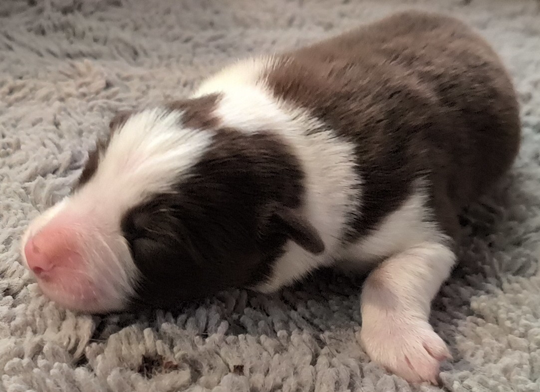 Du Trident De Valfred - Chiots disponibles - Border Collie