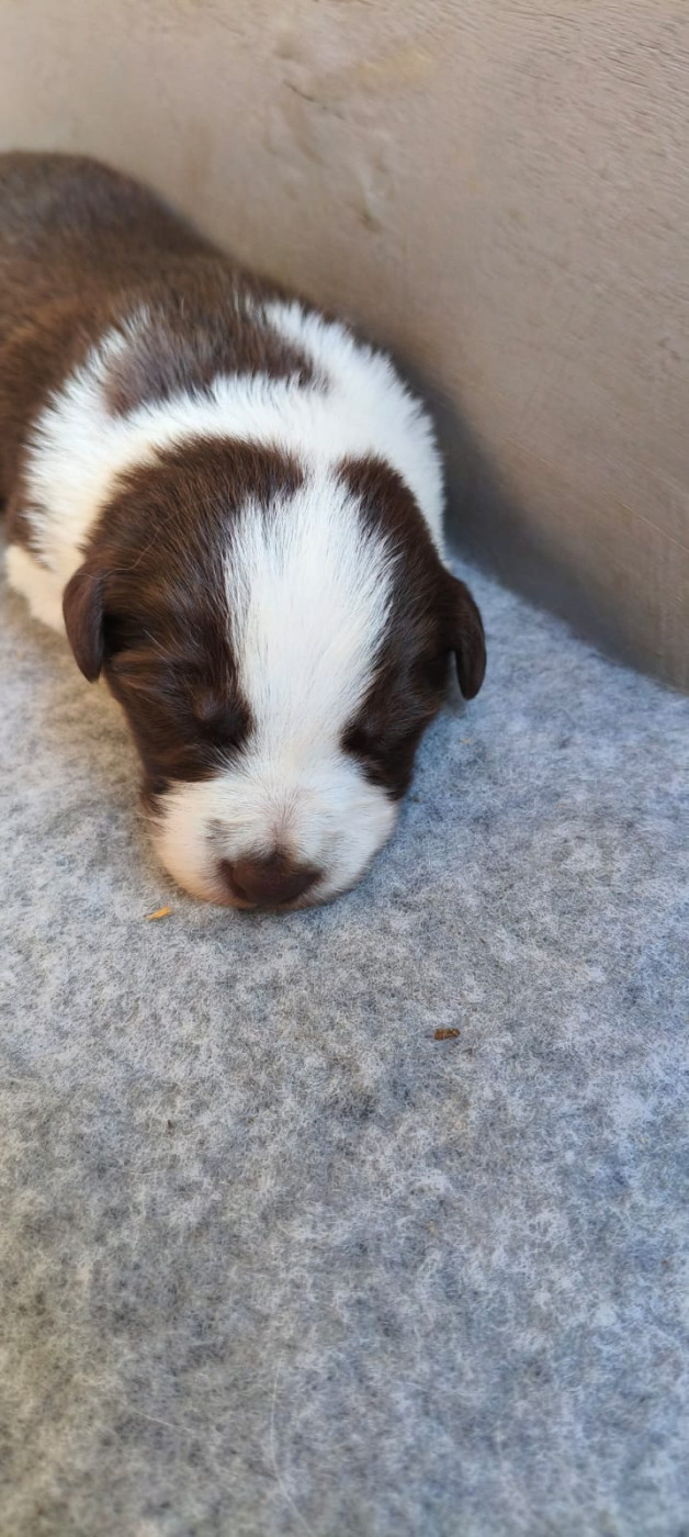 Du Trident De Valfred - Chiots disponibles - Border Collie