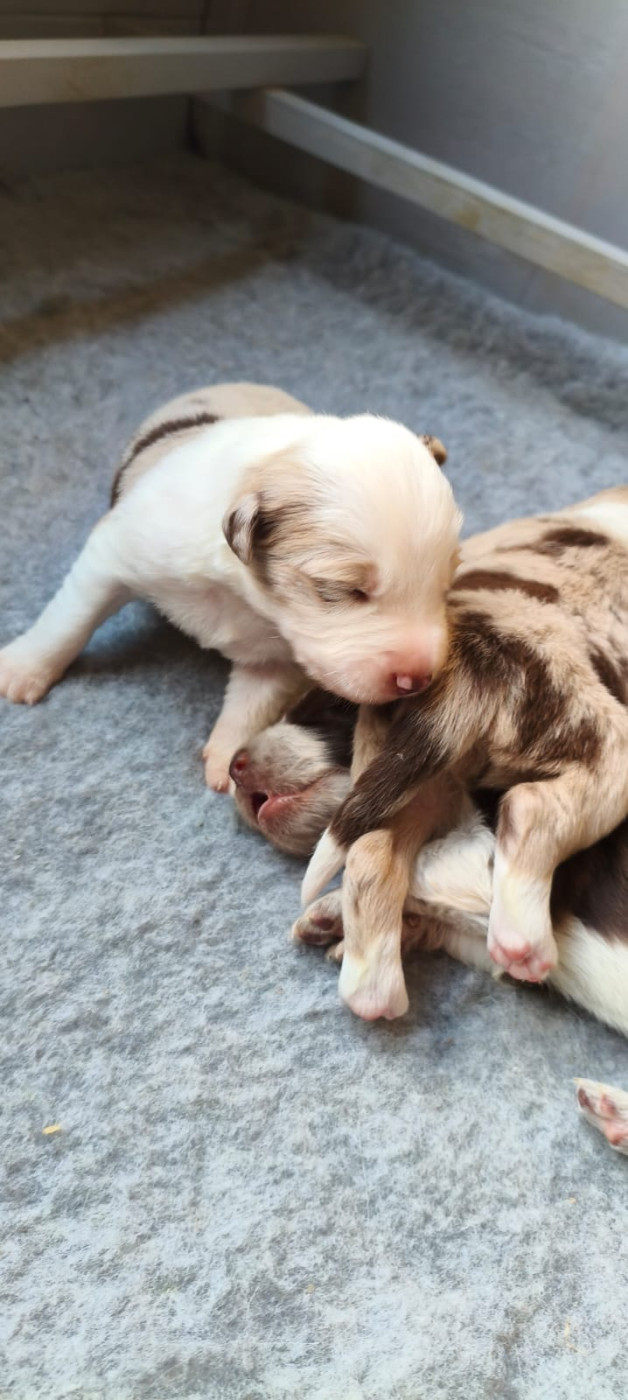 Du Trident De Valfred - Chiots disponibles - Border Collie