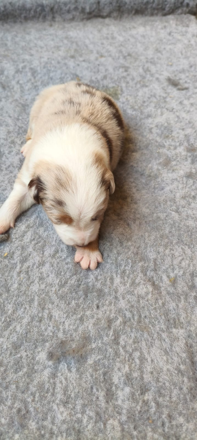 Du Trident De Valfred - Chiots disponibles - Border Collie