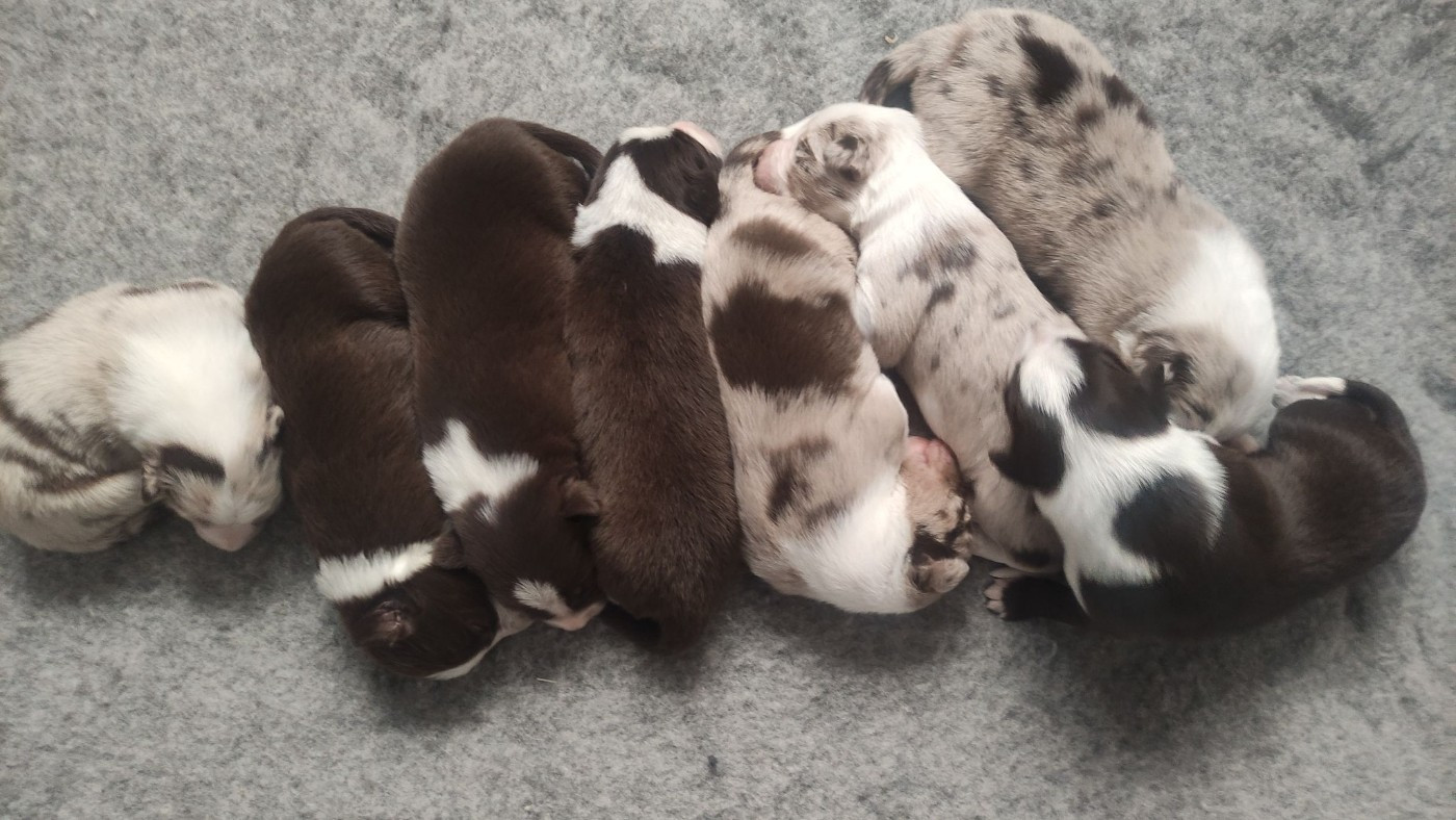 Chiot Border Collie Du Trident De Valfred