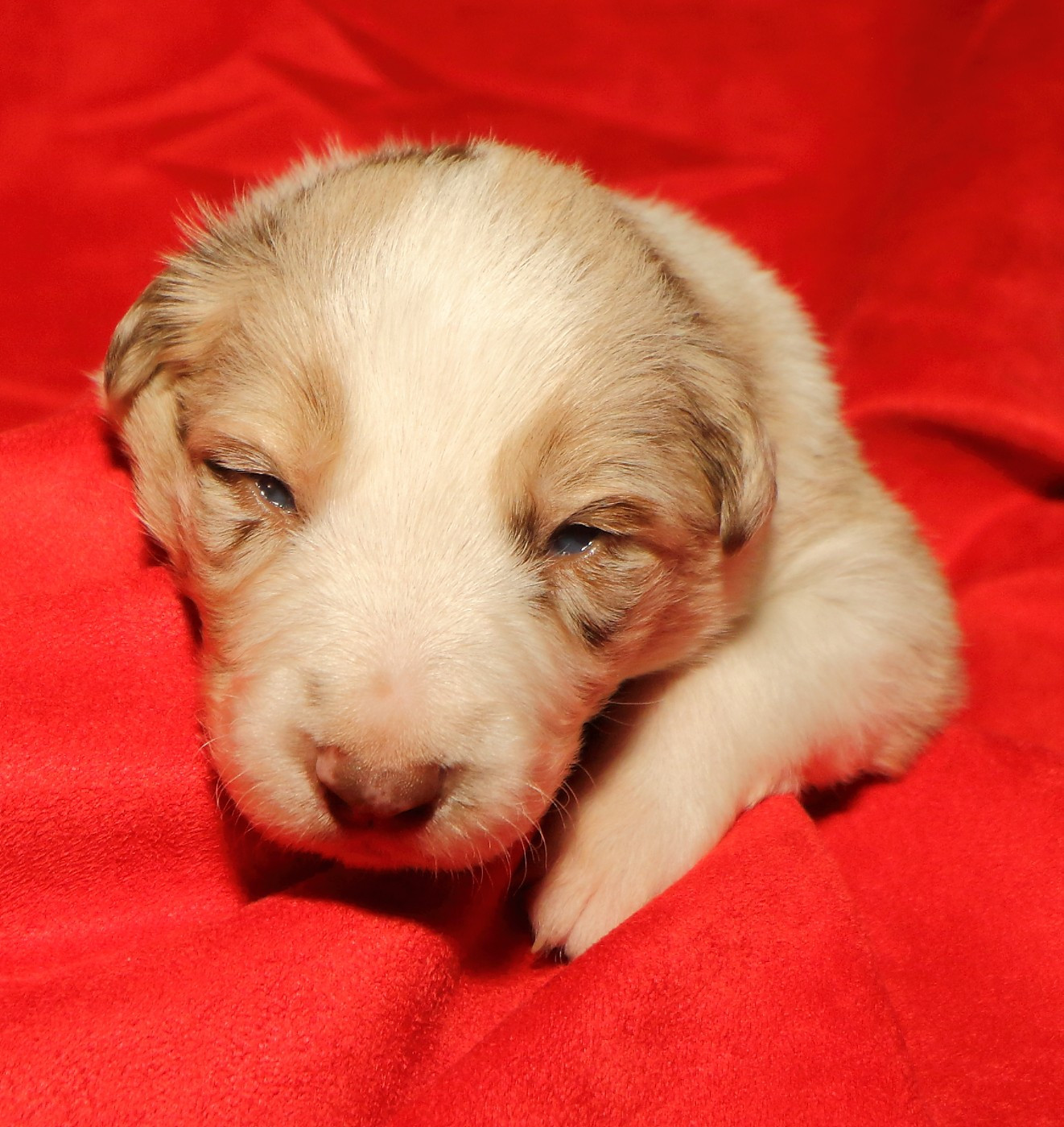 Du Trident De Valfred - Chiots disponibles - Border Collie