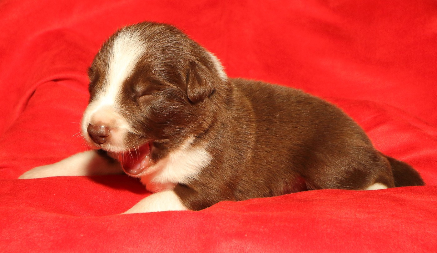 Du Trident De Valfred - Chiots disponibles - Border Collie