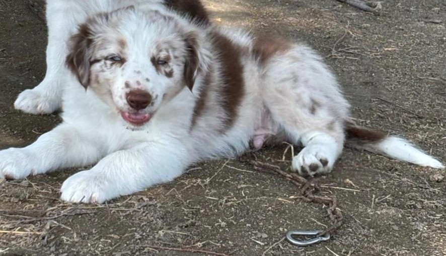 Du Trident De Valfred - Chiots disponibles - Border Collie