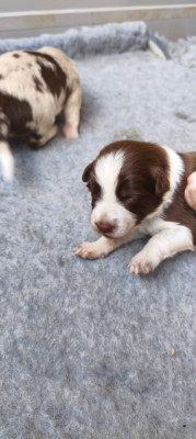 BORN TO BE A STARLIGHT